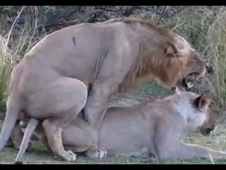 Lion sex - wonporn.com